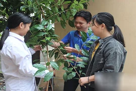 Bí ẩn loài chè cổ thụ ở rừng nguyên sinh Tây Yên Tử