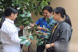 Bí ẩn loài chè cổ thụ ở rừng nguyên sinh Tây Yên Tử