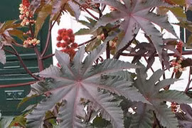 Video: 3 bài thuốc chữa dứt điểm đau thần kinh tọa nhiều người tin dùng