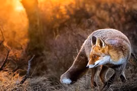 Những chú cáo đẹp mê hồn như bước ra từ cổ tích