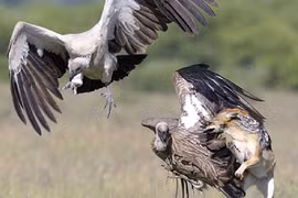 Chó rừng đại chiến giành mồi với kền kền