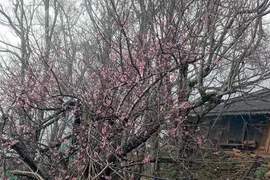 Dân buôn tiết lộ mùa Tết bán sương sương 800 cành đào rừng