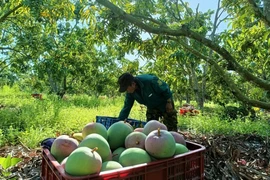 Hàng chục đặc sản, nông sản rớt giá thảm