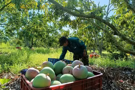 Hàng chục đặc sản, nông sản rớt giá thảm