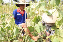 Ông chủ công ty máy tính khởi nghiệp với nông nghiệp cao