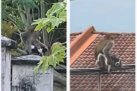 Chó con bị khỉ hoang bắt cóc và màn giải cứu con vật đáng thương