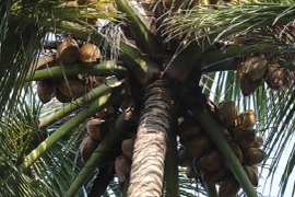 Nghe tiếng trẻ con cười trong đêm mưa, cả gia đình sợ tái mặt