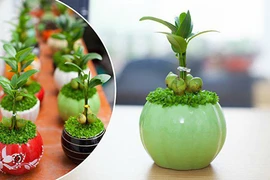 9 loại cây cảnh để bàn vừa đẹp vừa mang lại tài lộc