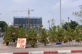 Quất, đào sale sập sàn vẫn vắng bóng người mua