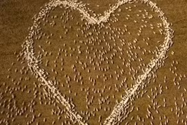 Chàng nông dân làm điều khó tin từ đàn cừu để tưởng nhớ dì đã khuất