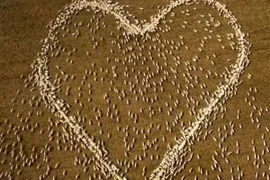 Chàng nông dân làm điều khó tin từ đàn cừu để tưởng nhớ dì đã khuất