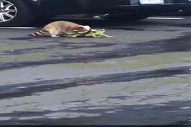 Video: Gấu mèo cắn đứt đuôi cự đà, tử chiến hung bạo giữa phố Mỹ