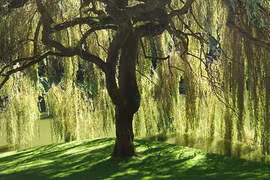 Những loại cây kiêng trồng trước nhà để tránh gặp xui xẻo