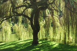 Những loại cây kiêng trồng trước nhà để tránh gặp xui xẻo