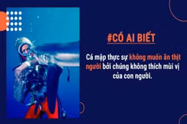 Có ai biết: Cá mập thực ra không muốn ăn thịt người