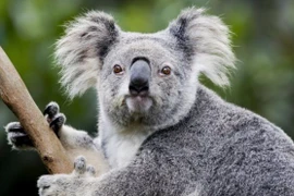 Video: Cuộc sống hạnh phúc của những con koala dễ thương mất nhà