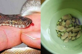 Hạt chanh có thể cứu sống người bị rắn cắn chỉ trong vòng 1 phút