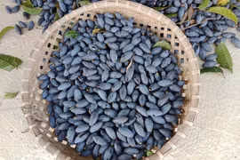 Ngỡ ngàng loại quả rụng đầy vườn thành đặc sản đắt hơn thịt