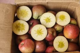 Nguồn gốc loại táo đá siêu rẻ được đồn là đặc sản Hà Giang