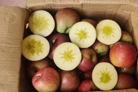 Nguồn gốc loại táo đá siêu rẻ được đồn là đặc sản Hà Giang