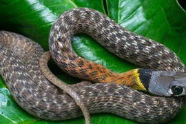 Video: Nông dân suýt tóm nhầm sinh vật nguy hiểm hơn cả rắn hổ mang chúa