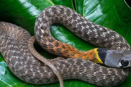 Video: Nông dân suýt tóm nhầm sinh vật nguy hiểm hơn cả rắn hổ mang chúa