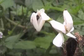 Video : Loài côn trùng có tài ngụy trang như một bông hoa