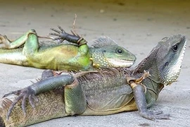 Thực khách săn lùng kỳ tôm - sơn hào hải vị của núi rừng