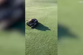 Video: Toát mồ hôi xem loài trăn to nhất nhì châu Phi siết mồi