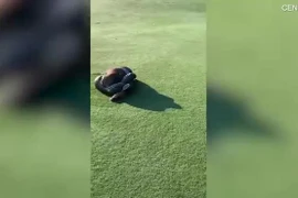 Video: Toát mồ hôi xem loài trăn to nhất nhì châu Phi siết mồi