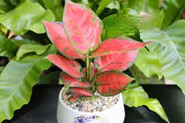 Trồng và chăm sóc cây vạn lộc, giúp thăng tiến công danh sự nghiệp