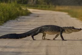 Cá sấu xuất hiện tràn lan ở bang Florida