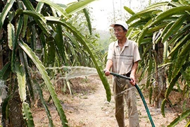 Cụ ông kiếm hàng trăm triệu nhờ biến sỏi đá thành vườn cây đặc sản