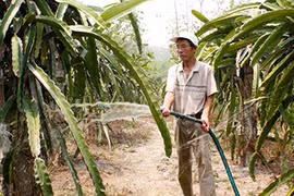 Cụ ông kiếm hàng trăm triệu nhờ biến sỏi đá thành vườn cây đặc sản