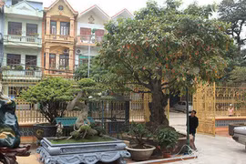 Cây lộc vừng tích tụ phát lộc thu hút người yêu cây