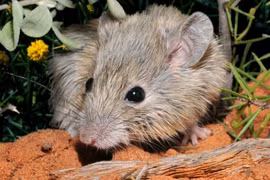 Phát hiện loài chuột tưởng đã tuyệt chủng một thế kỷ trước ở Australia