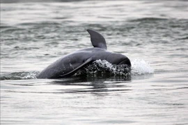 Myanmar phát hiện 3 cá heo con thuộc loài động vật cực kỳ nguy cấp