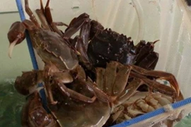  Loài cua có tên rất lạ thành đặc sản giá 400.000 đồng/kg