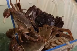  Loài cua có tên rất lạ thành đặc sản giá 400.000 đồng/kg
