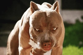 Lùa chó Pitbull, Becgie cắn người: Phòng vệ chính đáng hay cố ý gây thương tích?