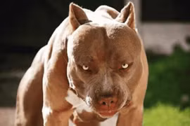 Lùa chó Pitbull, Becgie cắn người: Phòng vệ chính đáng hay cố ý gây thương tích?