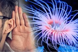 Phát hiện liên hệ gây sốc giữa con người và quái vật biết mọc lại đầu