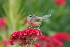 4 con giáp thành người chiến thắng trong tháng 9, sự nghiệp thăng tiến