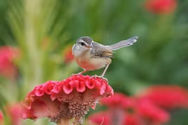 4 con giáp thành người chiến thắng trong tháng 9, sự nghiệp thăng tiến