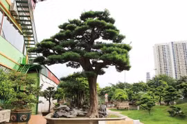 Trồng 5 cây này trước hiên nhà là gia đình phú quý thịnh vượng