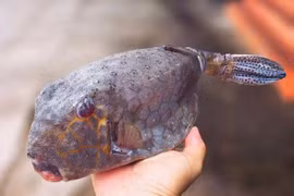 Loài cá hiếm ở Việt Nam, trông dữ dằn nhưng ăn rất ngon, giá siêu đắt đỏ