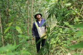 Lộc trời 1 năm chỉ nở 1 lần, muốn hái phải liều nhưng kiếm bộn