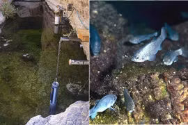 Loài cá sống ở Hố Quỷ chỉ còn 38 con, chi phí bảo tồn hơn 90 tỷ đồng