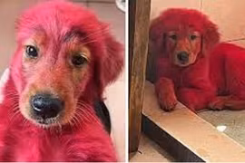 Chú chó bị biến thành màu hồng vì cắn thuốc nhuộm tóc