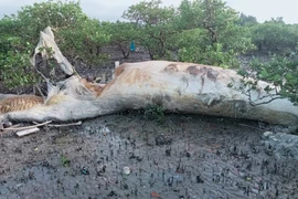 Quảng Ninh: Phát hiện xác cá voi “khủng” dạt vào đảo Quan Lạn